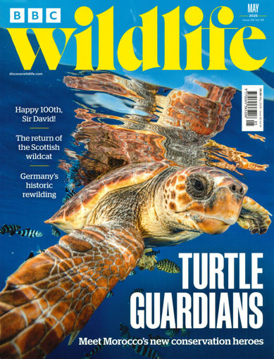 圖片 BBC Wildlife (UK)