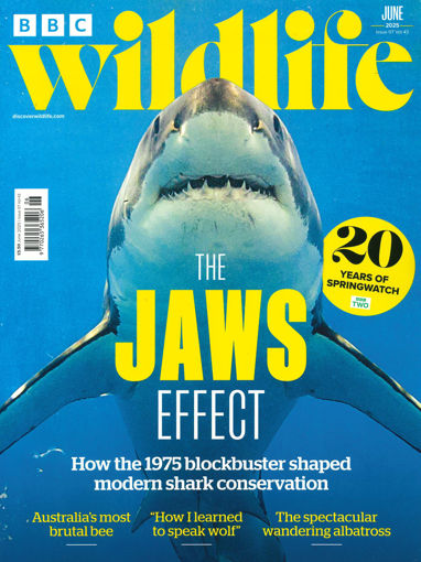 圖片 BBC Wildlife (UK)